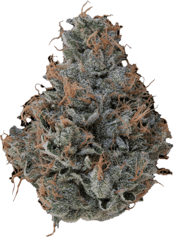 learn more about Orange 43