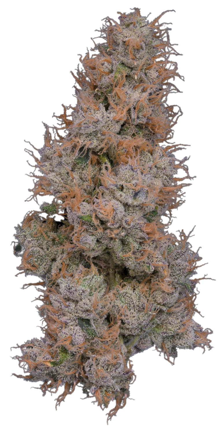 learn more about Purp 43