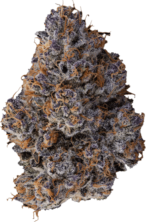 learn more about SherbHead